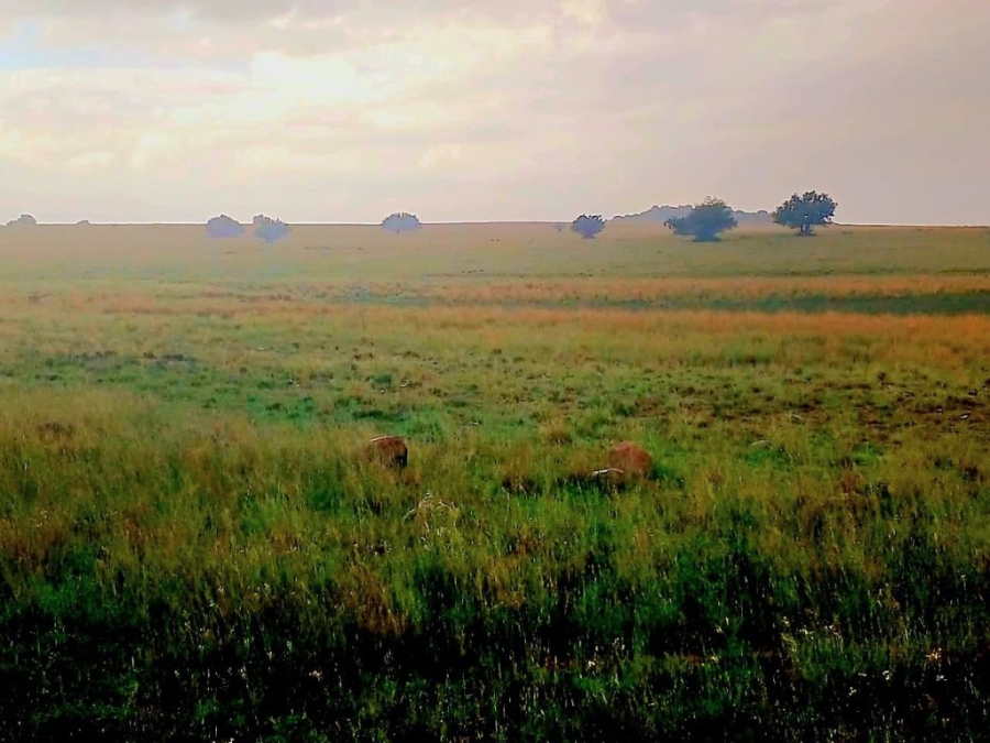 3 Bedroom Property for Sale in Bloemfontein Rural Free State